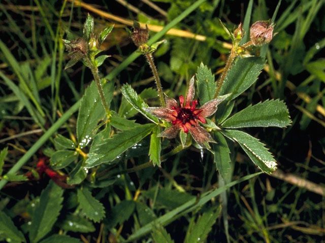 Comarum palustre (Purple cinquefoil) #8281