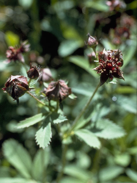 Comarum palustre (Purple cinquefoil) #8282