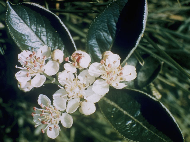 Photinia floribunda (Purple chokeberry) #8325