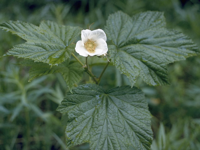 Rubus deliciosus (Delicious raspberry) #8376