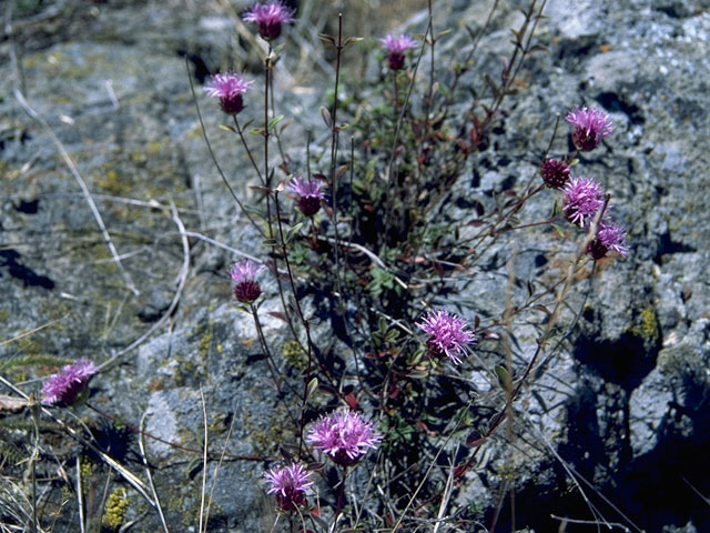 Monardella villosa (Coyote mint) #8395