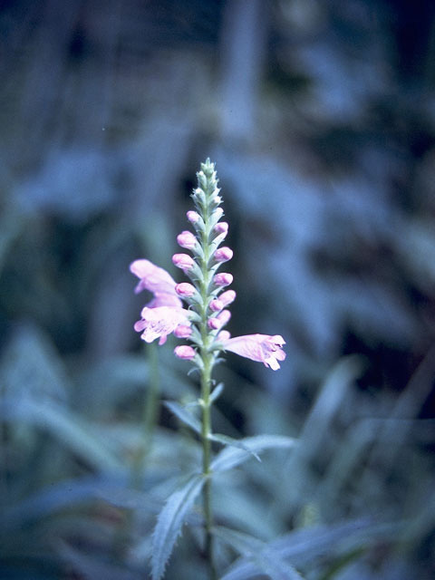 Physostegia digitalis (Finger false dragonhead) #8405