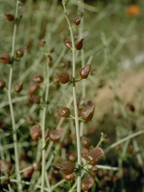 Salazaria mexicana (Mexican bladdersage) #8436