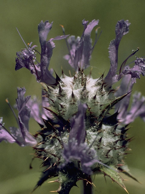 Salvia carduacea (Thistle sage) #8446