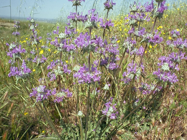 Salvia carduacea (Thistle sage) #8447