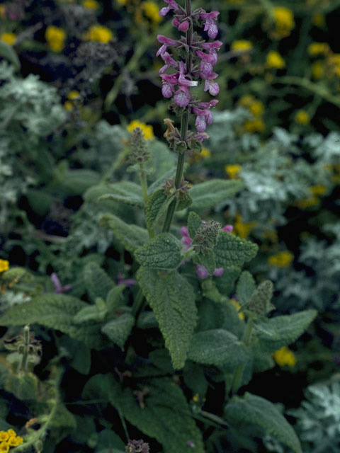 Stachys bullata (California hedgenettle) #8464