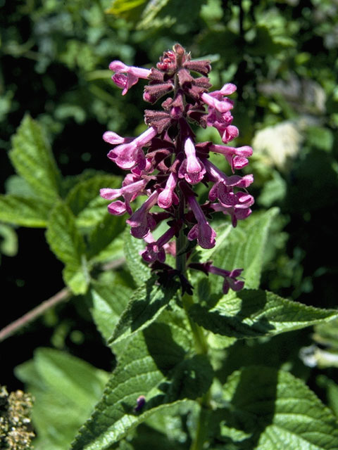 Stachys chamissonis (Coastal hedgenettle) #8466