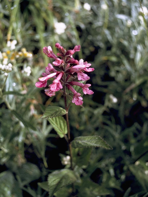 Stachys chamissonis var. cooleyae (Coastal hedgenettle) #8468