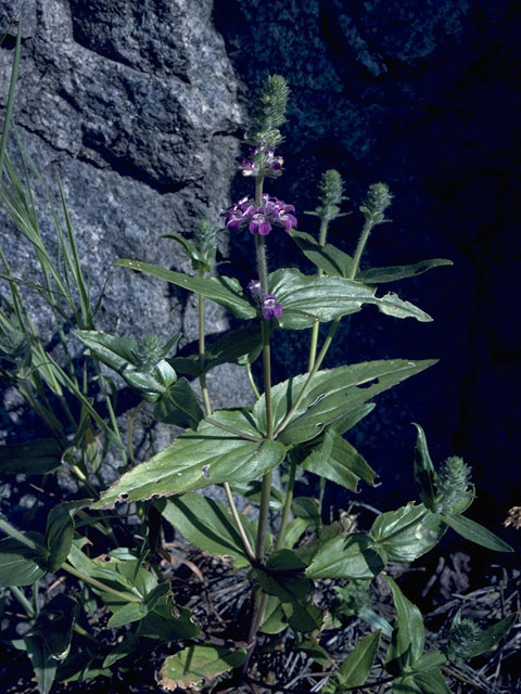 Stachys chamissonis var. cooleyae (Coastal hedgenettle) #8472