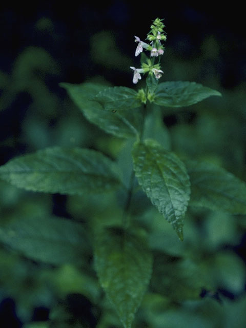 Stachys palustris (Marsh hedgenettle) #8478