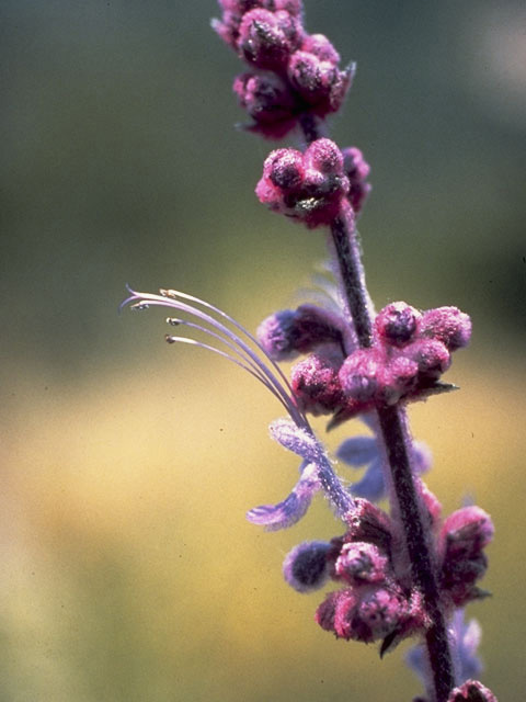 Trichostema lanatum (Woolly bluecurls) #8496