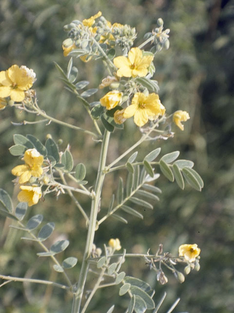 Senna lindheimeriana (Lindheimer's senna) #8578