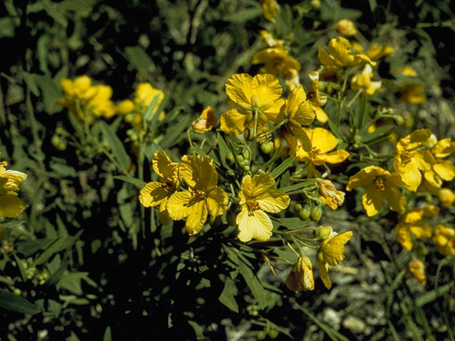 Senna roemeriana (Twoleaf senna) #8587