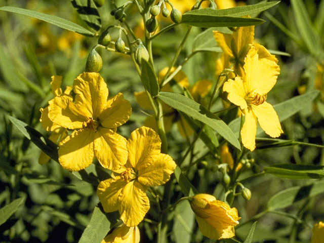 Senna roemeriana (Twoleaf senna) #8588