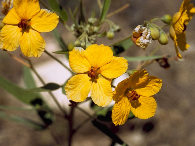 Senna roemeriana (Twoleaf senna) #8589