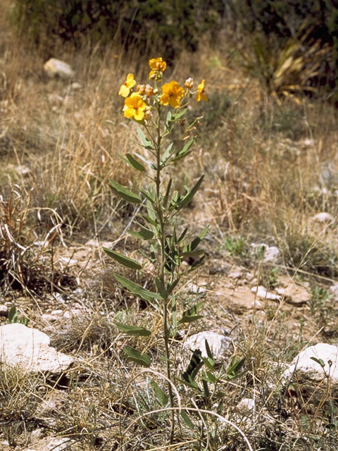 Senna roemeriana (Twoleaf senna) #8590