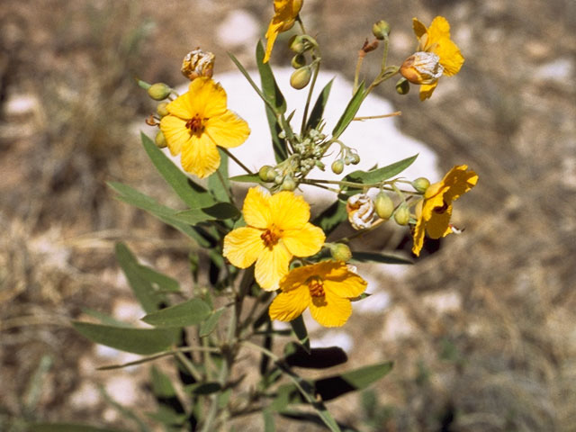 Senna roemeriana (Twoleaf senna) #8591