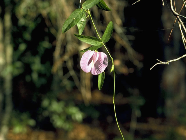 Centrosema virginianum (Spurred butterfly pea) #8600