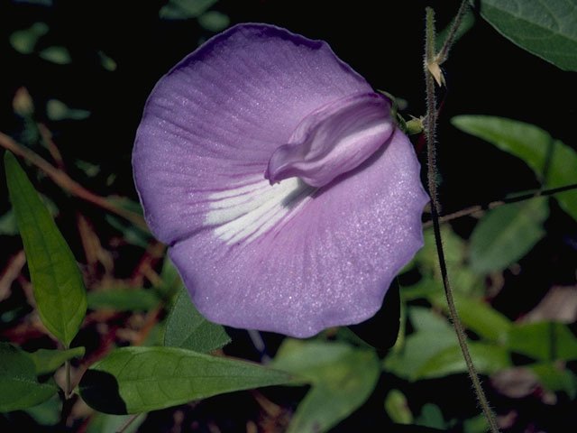 Centrosema virginianum (Spurred butterfly pea) #8603