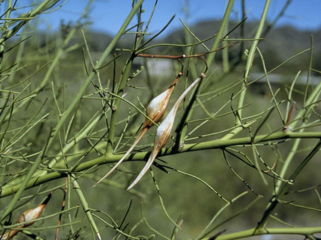 Parkinsonia florida (Blue paloverde) #8604