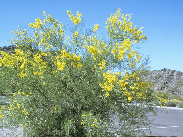 Parkinsonia florida (Blue paloverde) #8606