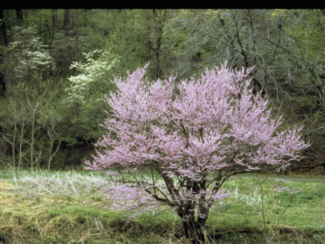 Cercis canadensis (Eastern redbud) #8608