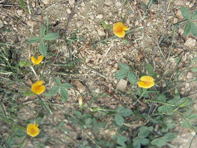 Crotalaria pumila (Low rattlebox) #8629