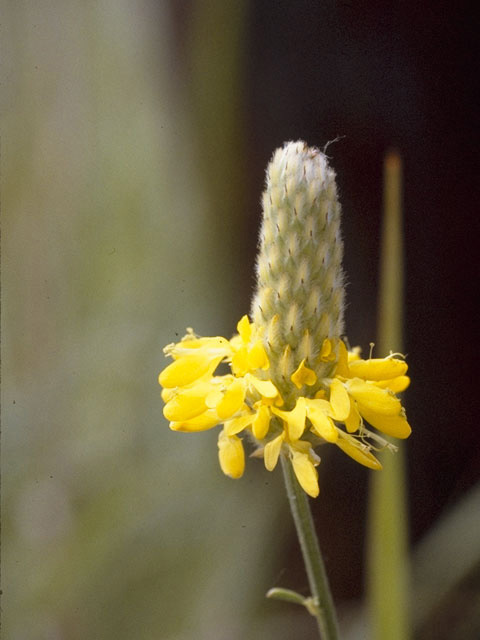 Dalea aurea (Golden dalea) #8640