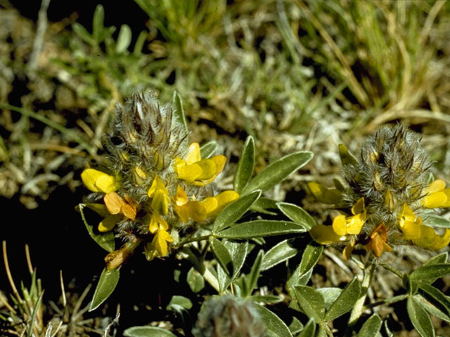 Dalea jamesii (James's prairie clover) #8651