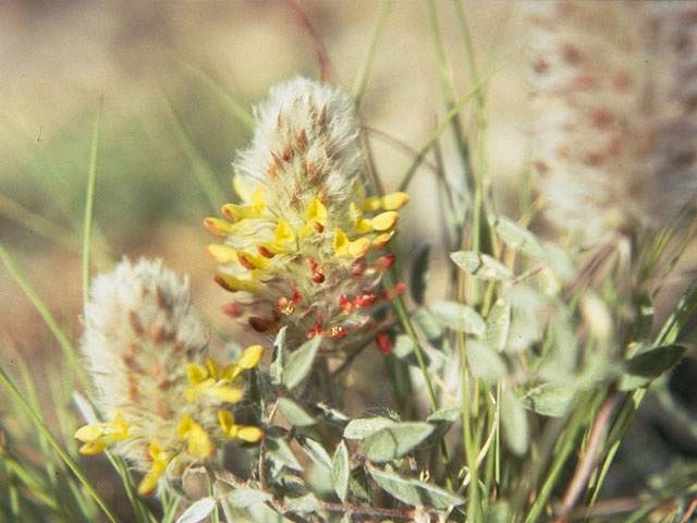 Dalea jamesii (James's prairie clover) #8653