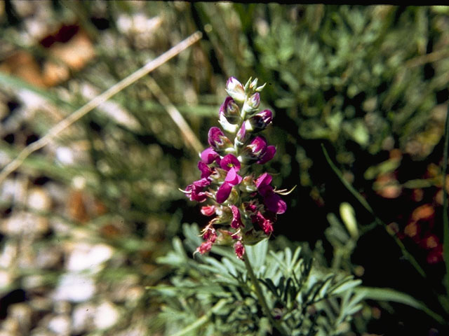 Dalea lasiathera (Purple dalea) #8658