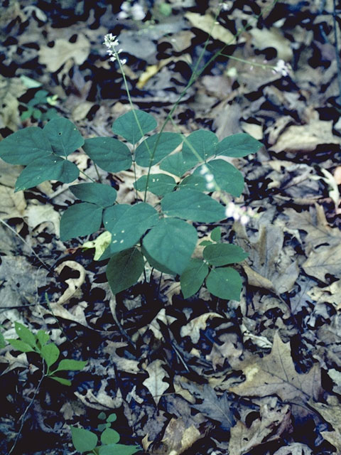 Desmodium nudiflorum (Nakedflower ticktrefoil) #8680