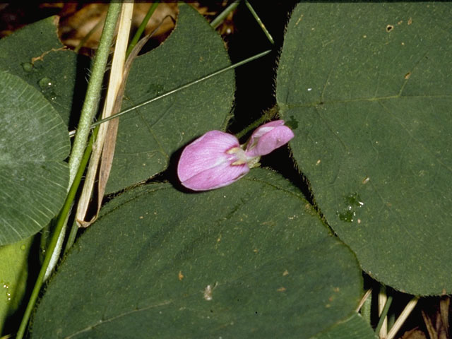 Desmodium rotundifolium (Prostrate ticktrefoil) #8683