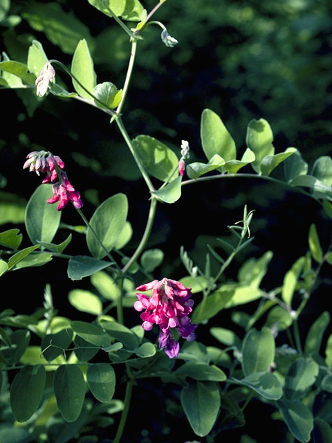 Lathyrus japonicus var. maritimus (Beach pea) #8729