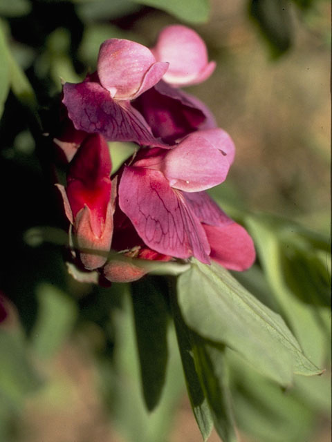 Lathyrus japonicus var. maritimus (Beach pea) #8731