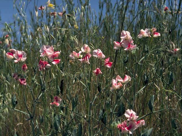 Lathyrus pauciflorus (Steppe sweetpea) #8736