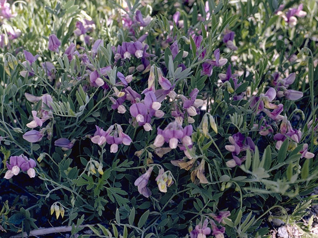 Lathyrus polymorphus (Manystem pea) #8737