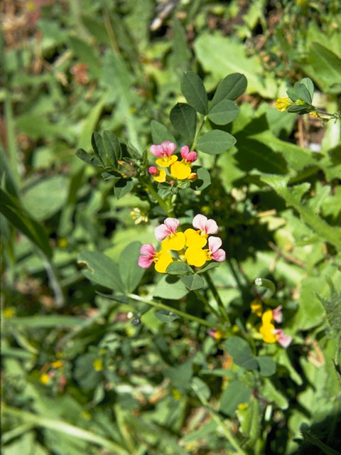 Lotus formosissimus (Seaside bird's-foot trefoil) #8758