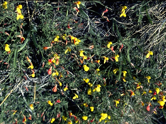 Lotus plebeius (New mexico bird's-foot trefoil) #8762