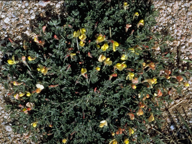 Lotus plebeius (New mexico bird's-foot trefoil) #8763