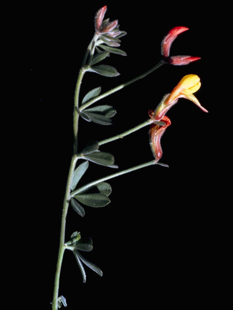 Lotus plebeius (New mexico bird's-foot trefoil) #8764