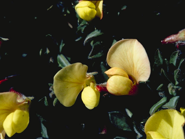 Lotus plebeius (New mexico bird's-foot trefoil) #8765