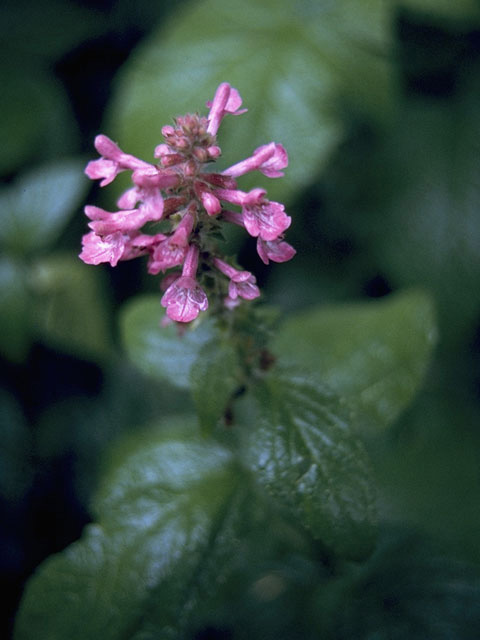 Stachys chamissonis var. cooleyae (Coastal hedgenettle) #8770