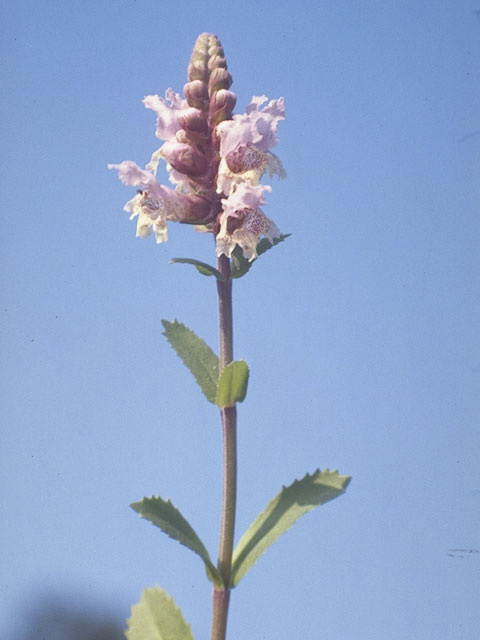 Brazoria truncata (Rattlesnake flower) #8783