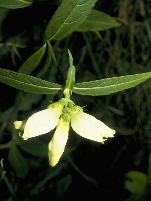 Chelone glabra (White turtlehead) #8785