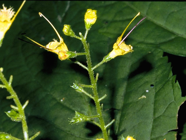 Collinsonia canadensis (Richweed) #8787