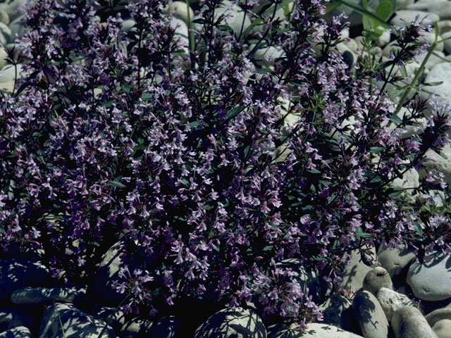 Hedeoma plicata (Veiny false pennyroyal) #8803