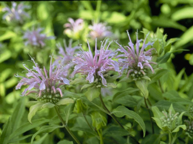 Monarda fistulosa (Wild bergamot) #8858