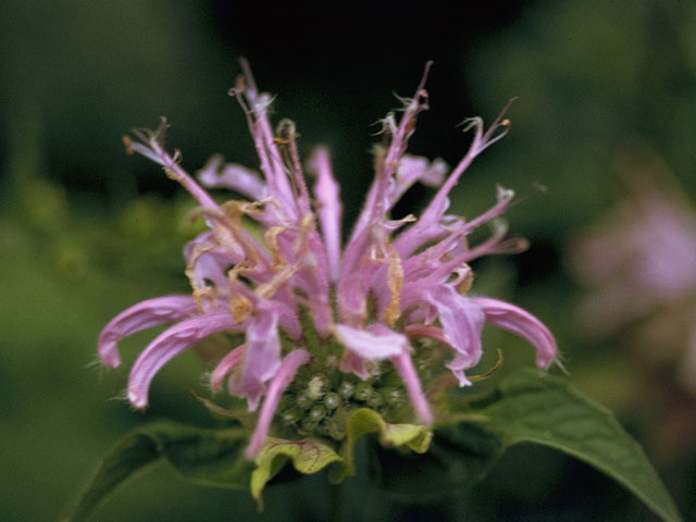 Monarda fistulosa (Wild bergamot) #8859