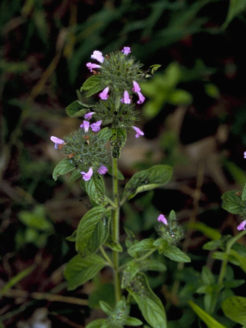 Clinopodium vulgare (Wild basil) #8910